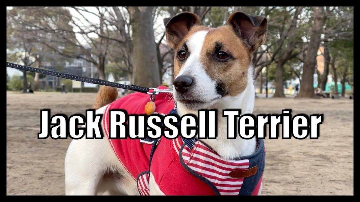 【ジャックラッセルテリア】小さくてもパワフルな犬、けっこうマッチョなんです【犬vlog】