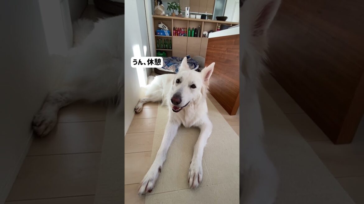 ホワイトシェパードのれお。食後は休憩しないとね。おもちゃで遊ぶ気分じゃないよ。#shorts