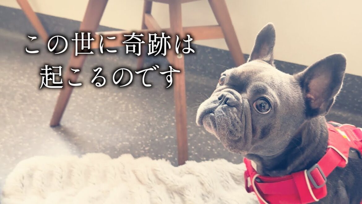 信じたい…椎間板ヘルニア緊急手術の結果は…【僕らの涙の物語2】 信じたい…椎間板ヘルニア緊急手術の結果は…【僕らの涙の物語2】