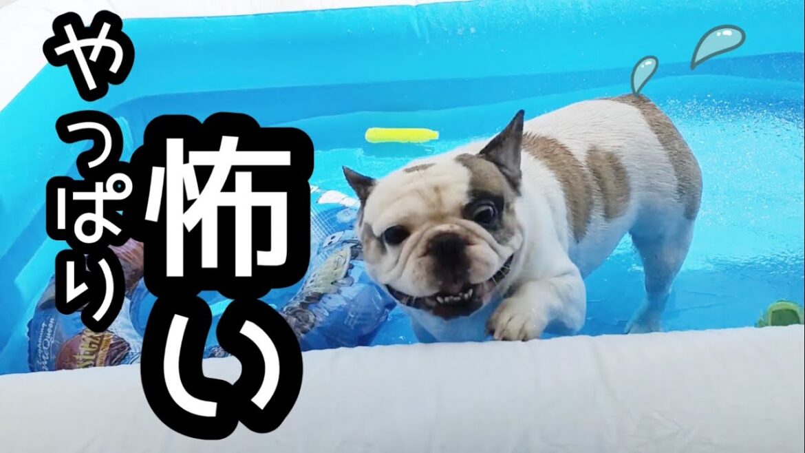 水嫌い犬、プール克服に挑戦してみた【フレンチブルドッグ】