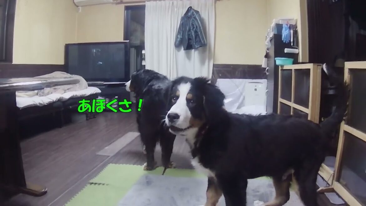 VOL.62バーニーズマウンテンドッグ/今日でルークは150日齢♪さて体重測定結果は・・・