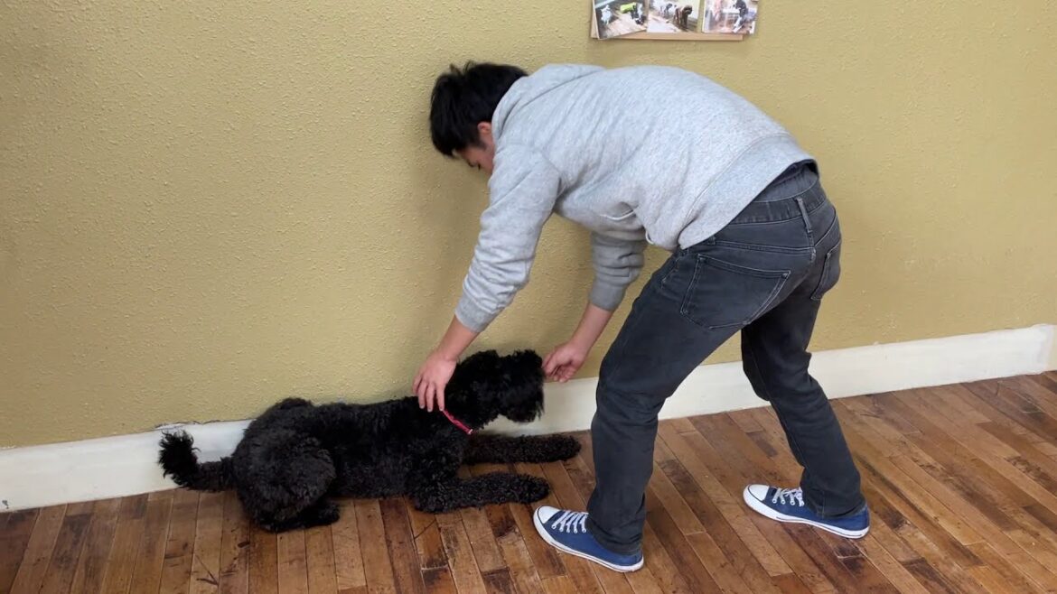 ケリーブルーテリアの”マーフィーくん”と綺麗な“ふせ”をしたまま“まて”をする練習! ケリーブルーテリアの”マーフィーくん”と綺麗な“ふせ”をしたまま“まて”をする練習!