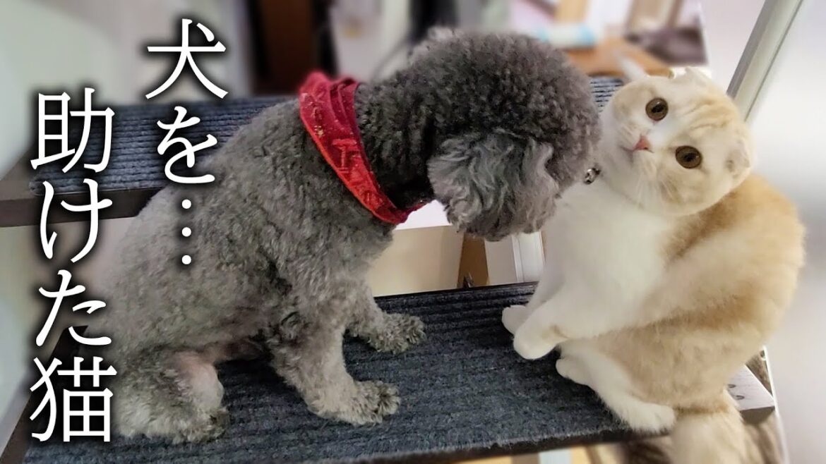 階段が怖くて固まってる犬を助ける猫の行動に感動しました...