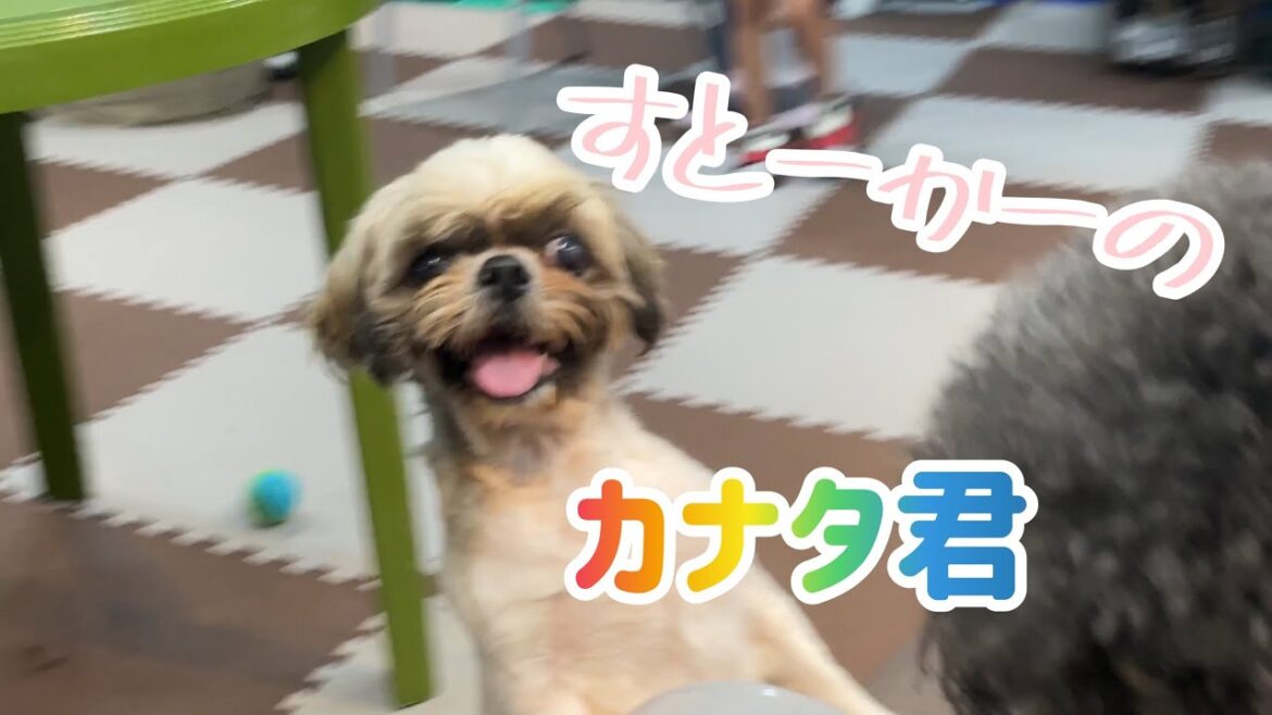 【保護犬紹介】ストーカーシーズーのカナタ君