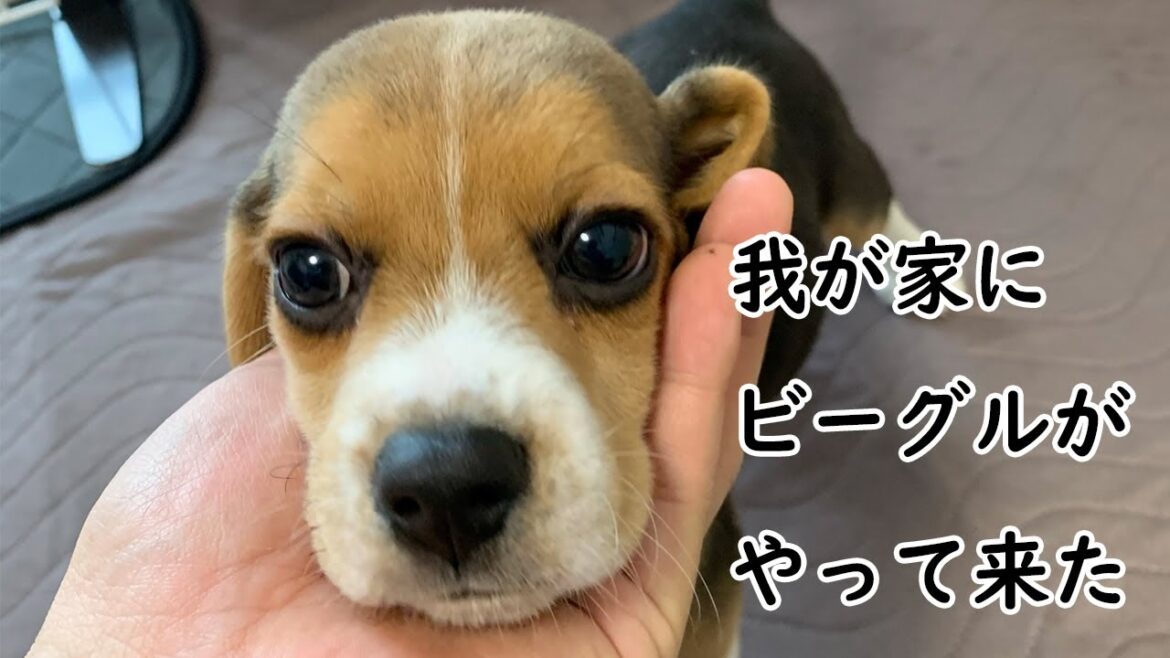 我が家にビーグルがやってきた