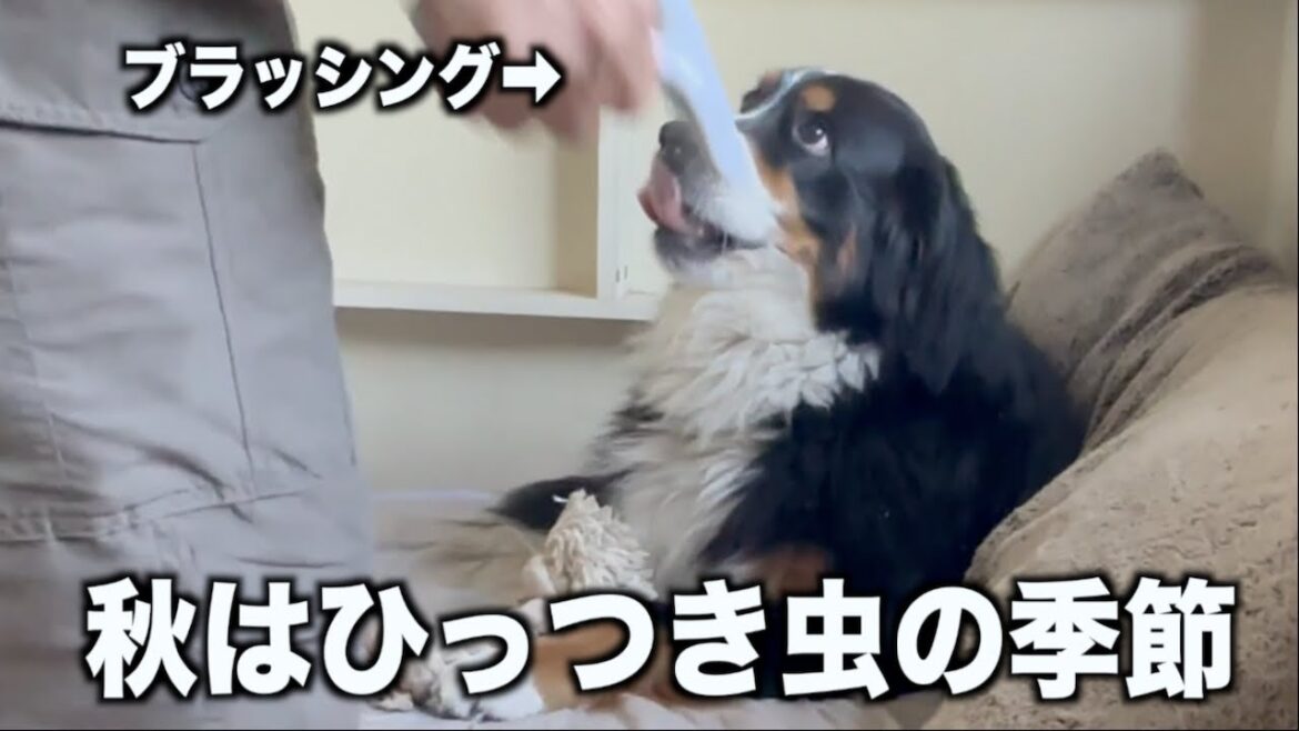 ひっつき虫とぐうたら息子