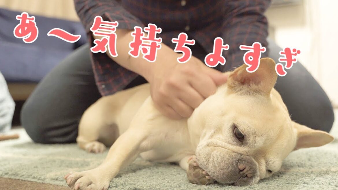 犬にマッサージしたら気持ちよすぎて倒れちゃった【フレンチブルドッグのおかか】【frenchibulldog】267