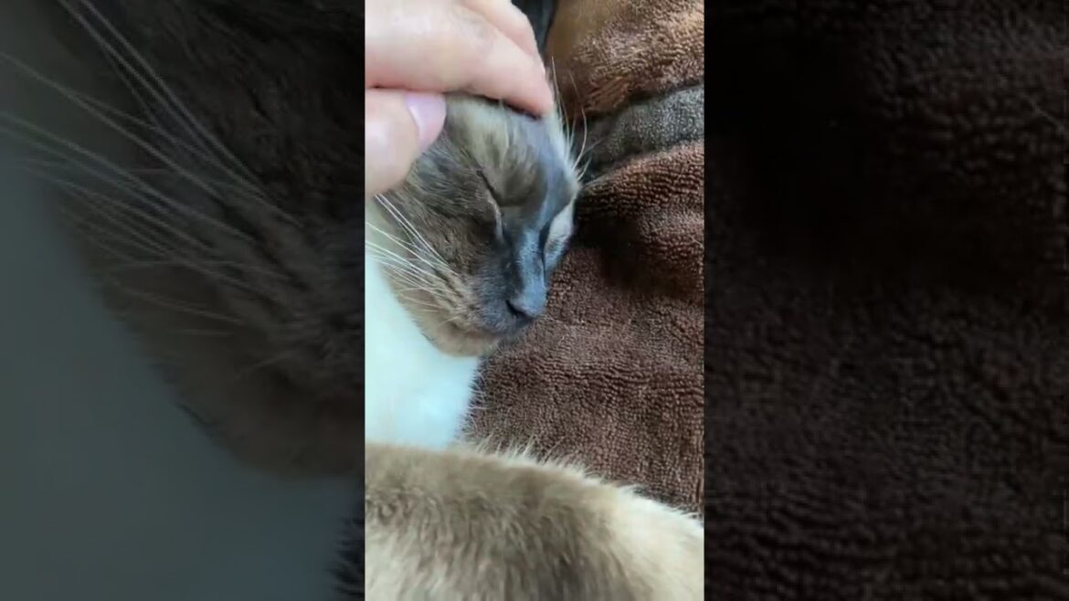 【シャム猫】【必見】苦悩するおこげかわいいよ。投稿者キュン死にしました。