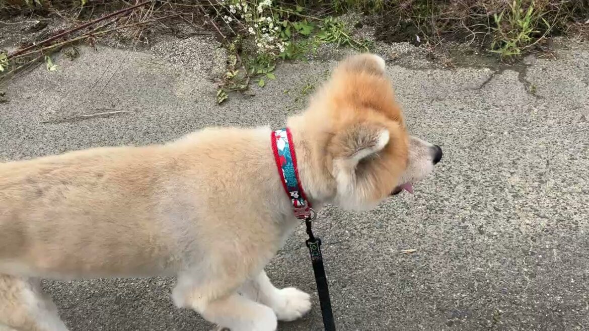 秋田犬　大吉くんの様子と施設周辺の状況