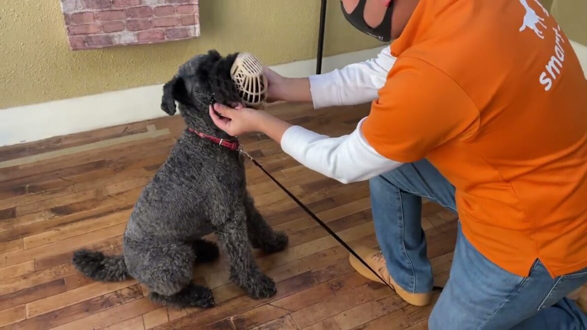 ケリーブルーテリアの”マーフィーくん”と“口輪に慣れる練習”！