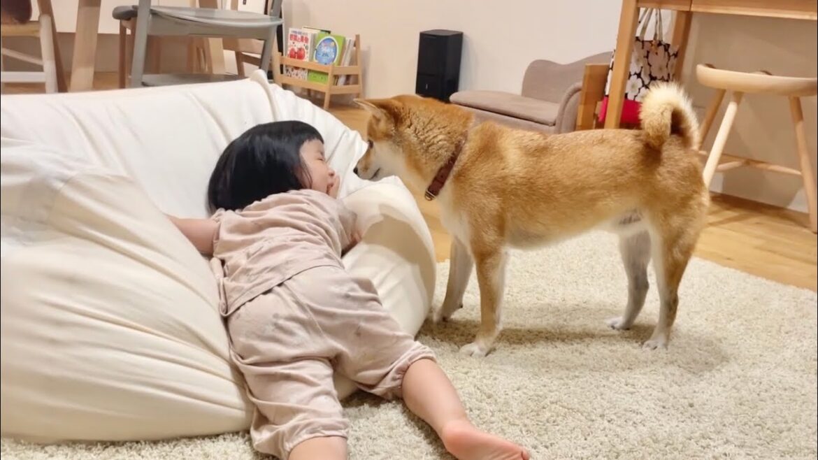人が使ってるものを欲しがるタイプの柴犬 人が使ってるものを欲しがるタイプの柴犬