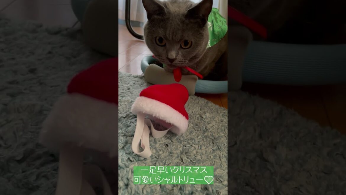 【じもぺっと】サンタ帽子のシャルトリュー＆キャッチボール大好き猫　＃short