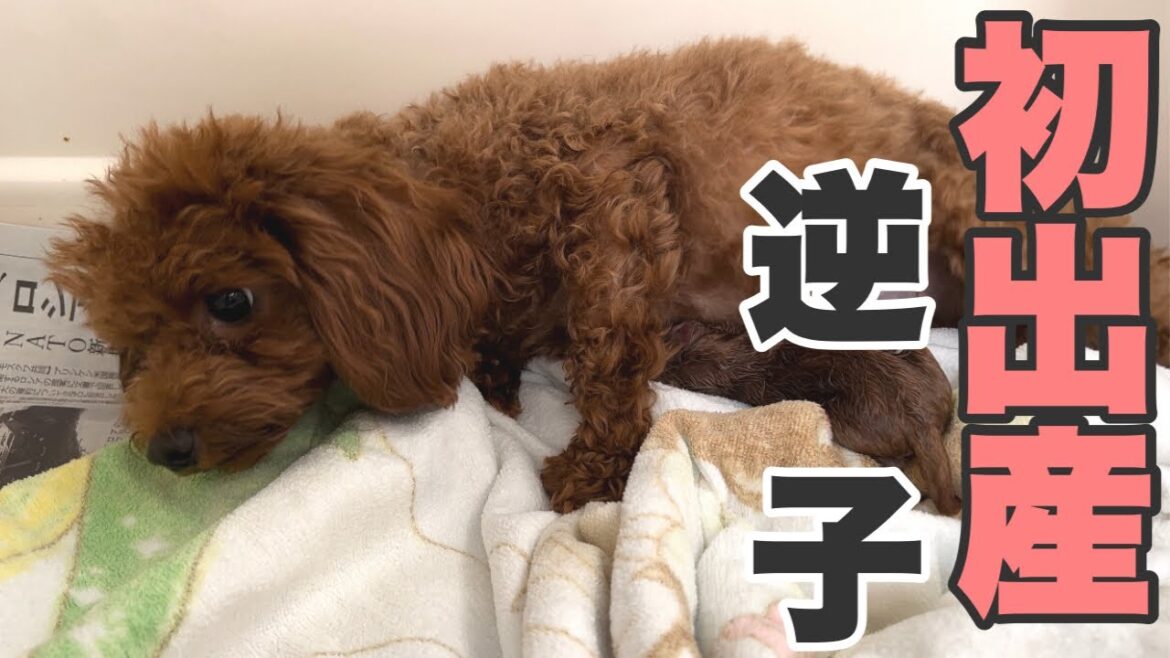 【犬出産動画】トイプードル初出産も逆子と前代未聞のスピード?!ブリーダー