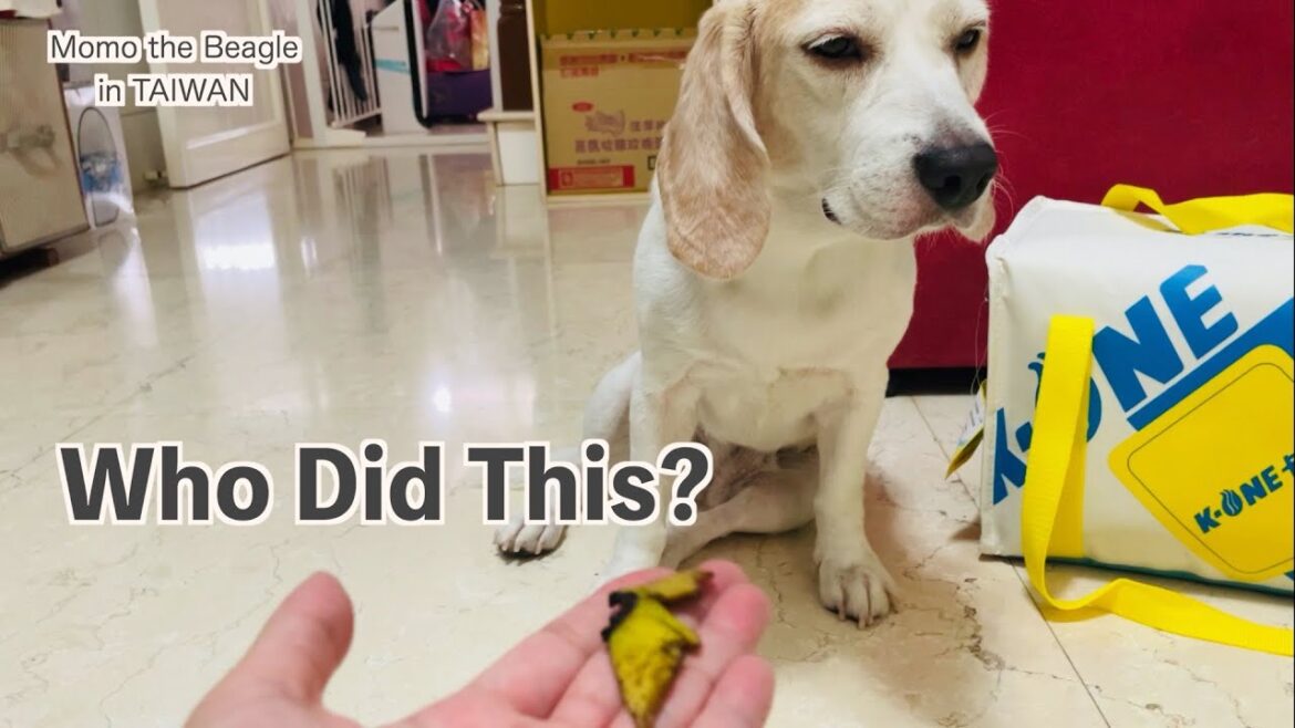 バナナを盗み食いしたことがバレたビーグル犬モモ
