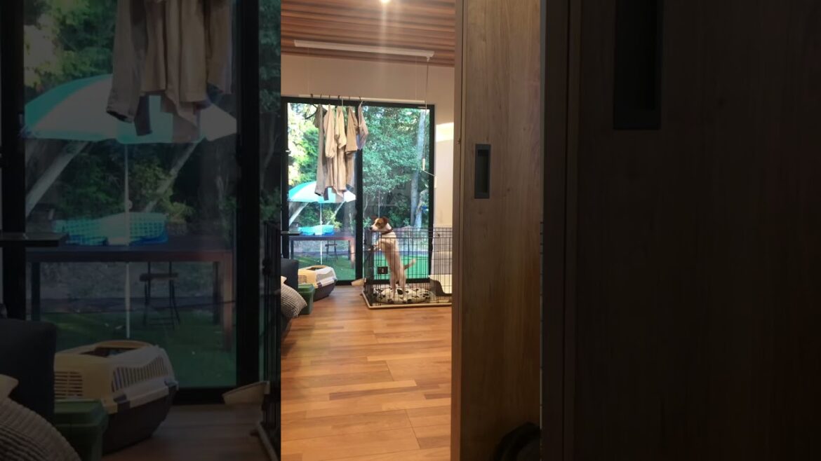 遂に現行犯逮捕！ #ジャックラッセルテリア #脱走犯 #shorts #jrt