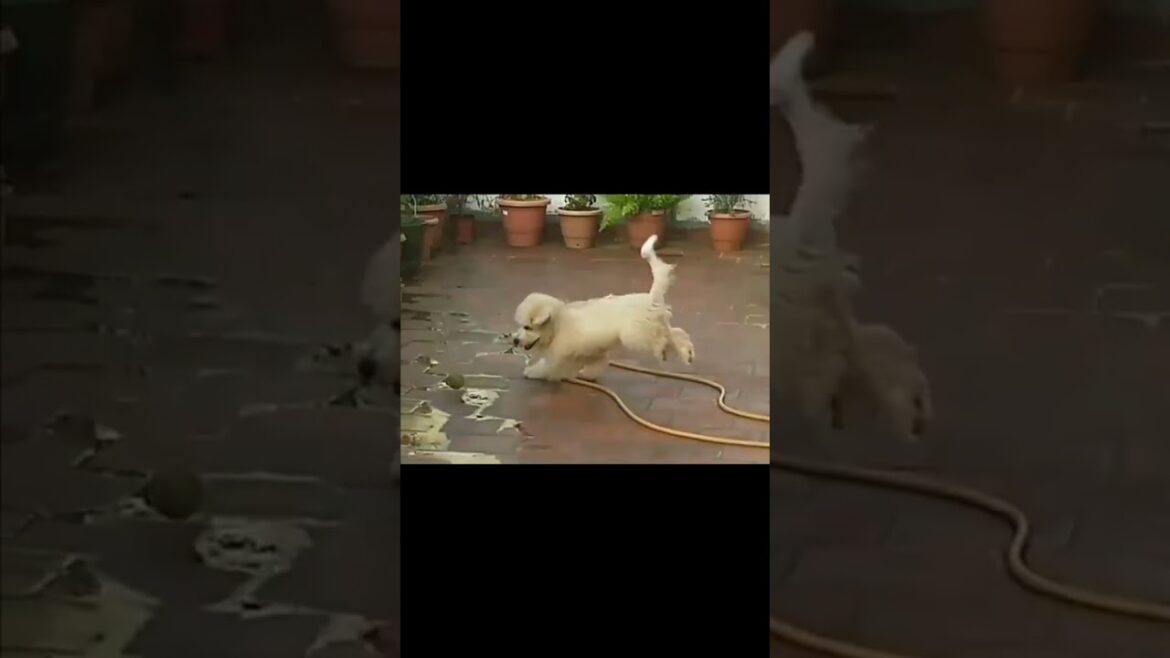EDEN PLAYING WITH BALL LHASA APSO