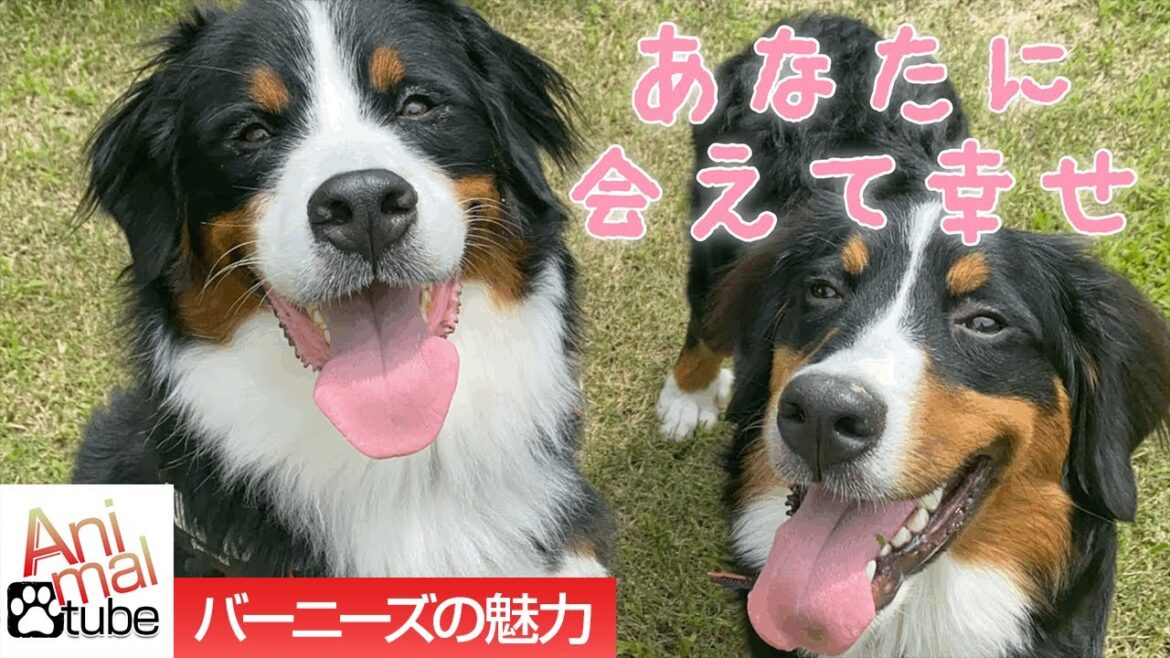 バーニーズマウンテンドッグの魅力を伝えたい！　I want to tell you about the appeal of Bernie's Mountain Dog.