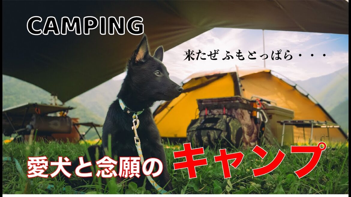 スキッパーキのマーフと念願の初キャンプ