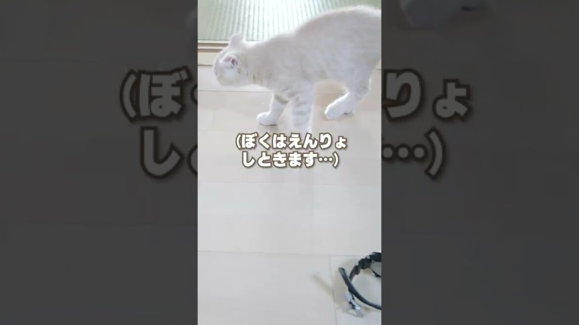 ただの腕時計にビビりすぎな子猫【スコティッシュフォールド】#shorts