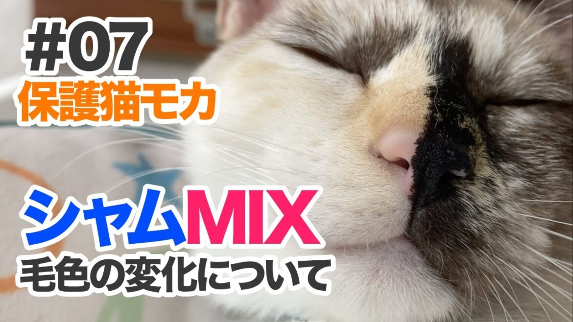 #07 保護猫 シャムMIXの毛色の変化について