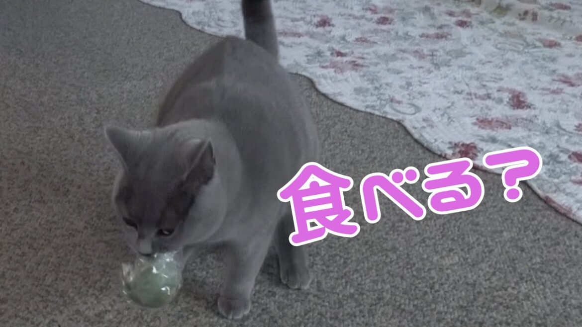 シャルトリューの猫が戦利品をサプライズしてくれました。何持ってきたんでしょw