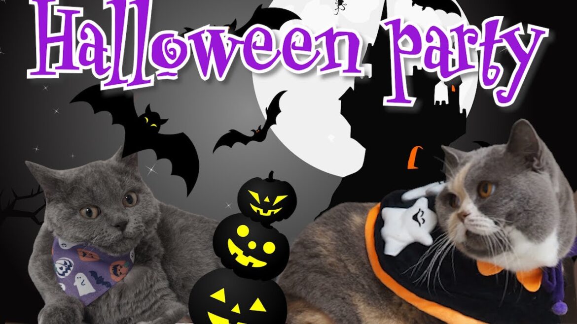 今年もバーチャル渋谷でハロウィン パーティー!!|セルカークレックス|ブリティッシュショートヘア 今年もバーチャル渋谷でハロウィン パーティー!!|セルカークレックス|ブリティッシュショートヘア