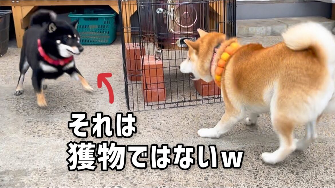 黒柴犬の暴走で天然の母柴犬の心が踊るwwww