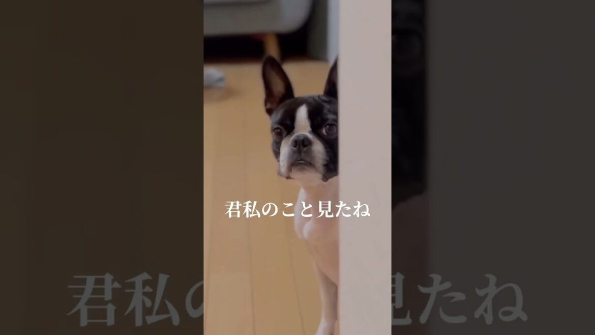はい、見たね、君私のこと見たね【ボストンテリア】#shorts
