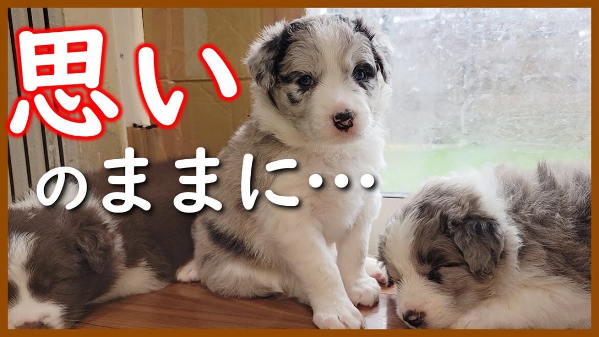 【子犬の成長】突然、電池切れになる生後31日の子犬たちが可愛い😊【ボーダーコリー】