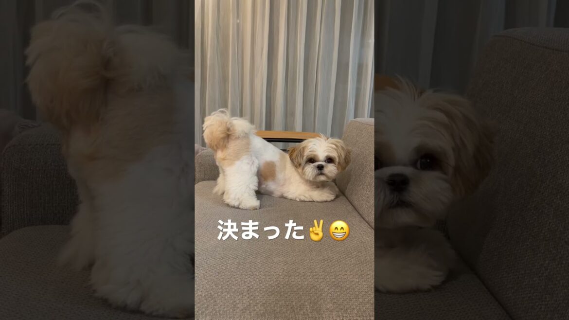 【シーズー犬/はに丸】ダンスの決めポーズがカッコ良すぎる！#shorts / Shih Tzu's dance is cool.