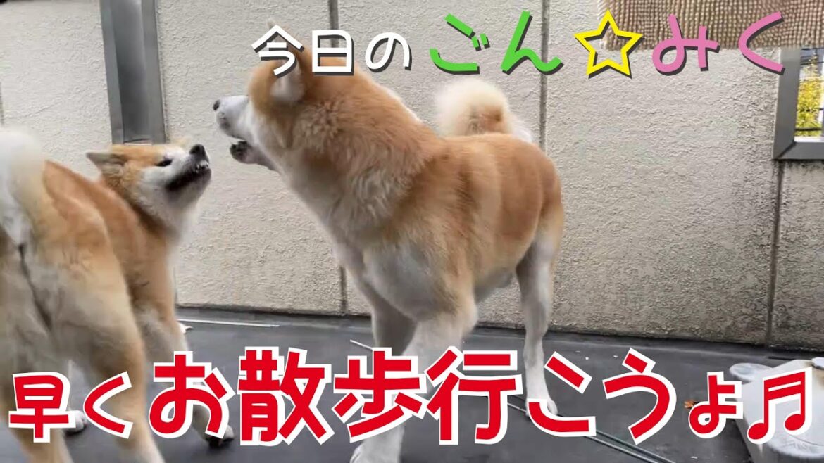 早くお散歩行こうよ♪　秋田犬【今日の ごん☆みく】