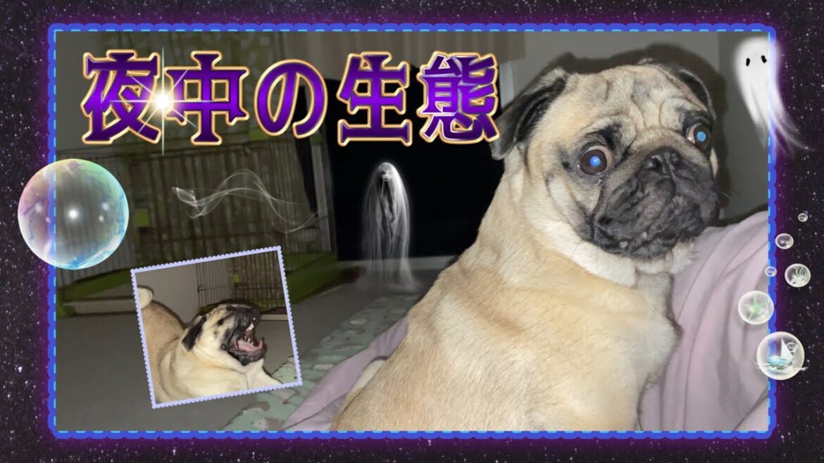 パグの真夜中から早朝の生態を観察。パグ次郎はまだ早起きのようです