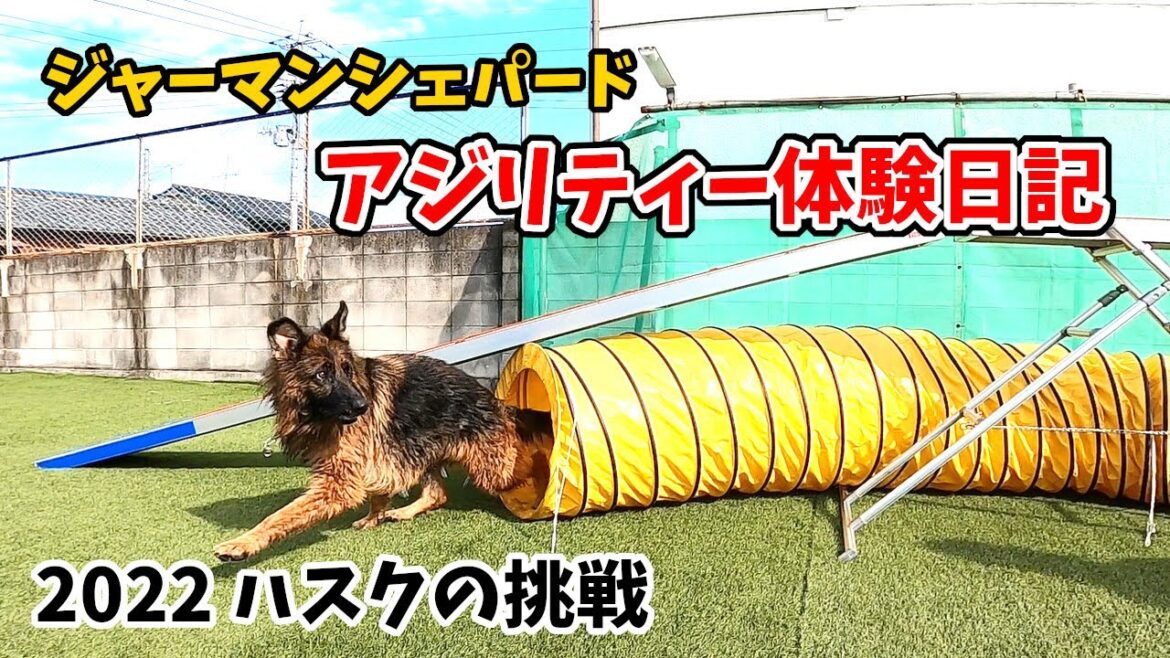 ジャーマンシェパードのアジリティー体験