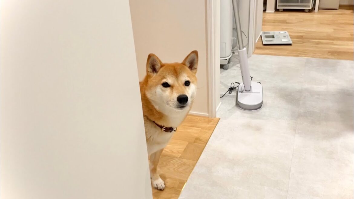 お風呂に入るといちいち覗きにやってくる柴犬