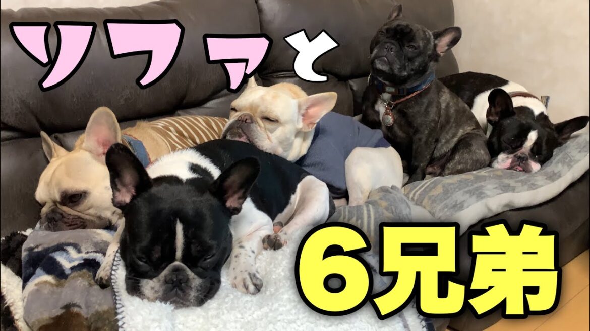 ソファひとつでもこんなに癒される！～わが家のソファが犬たちに乗っ取られるまで～