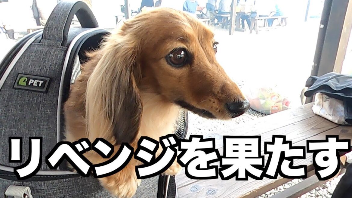 【去年はごめんね！】柿と牡蠣と愛犬と【カニンヘンダックスえびすの日常】