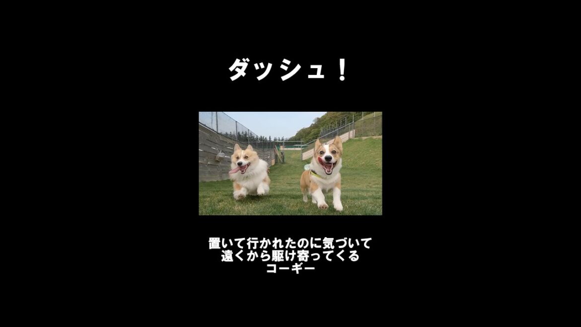 置いて行かれたのに気づいて、遠くから駆け寄ってくるコーギー #Shorts
