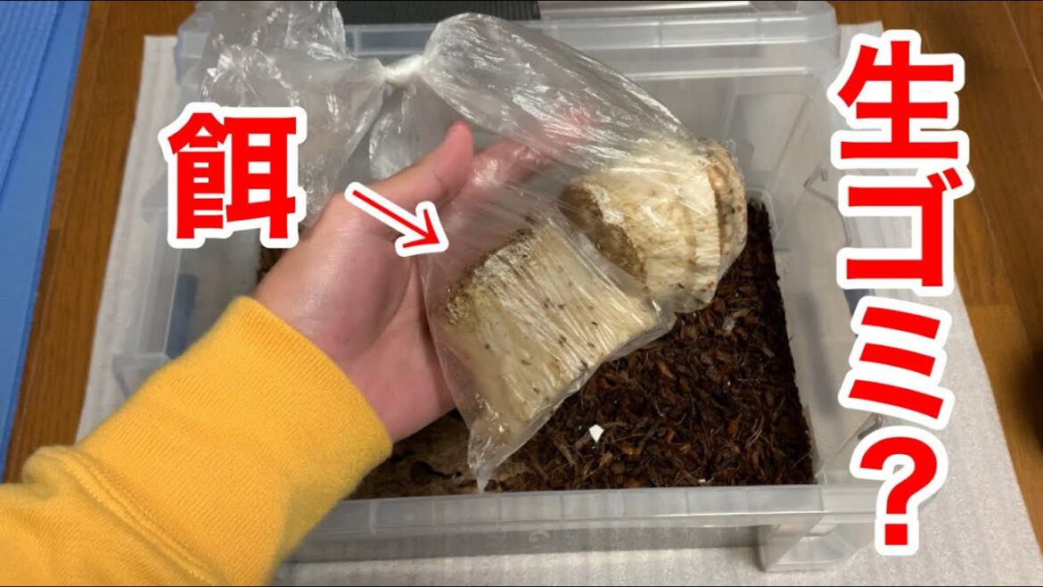 【生き物飼育】コスパ良く外国のワラジムシを飼育する方法【ダルメシアンクマワラジ】
