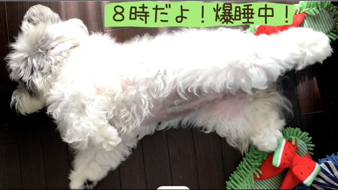 🕗8時だよ！お犬様の朝は遅い🐶💤