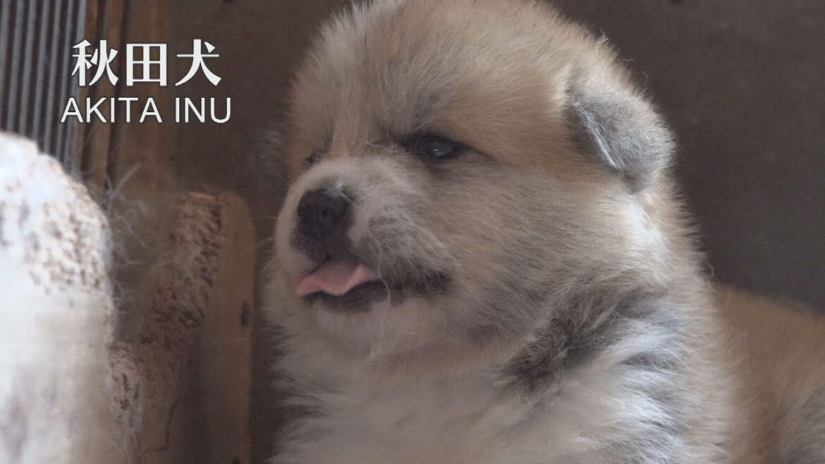 ようこそモフモフの世界へ　秋田犬のチビッコきょうだいは今日も元気です