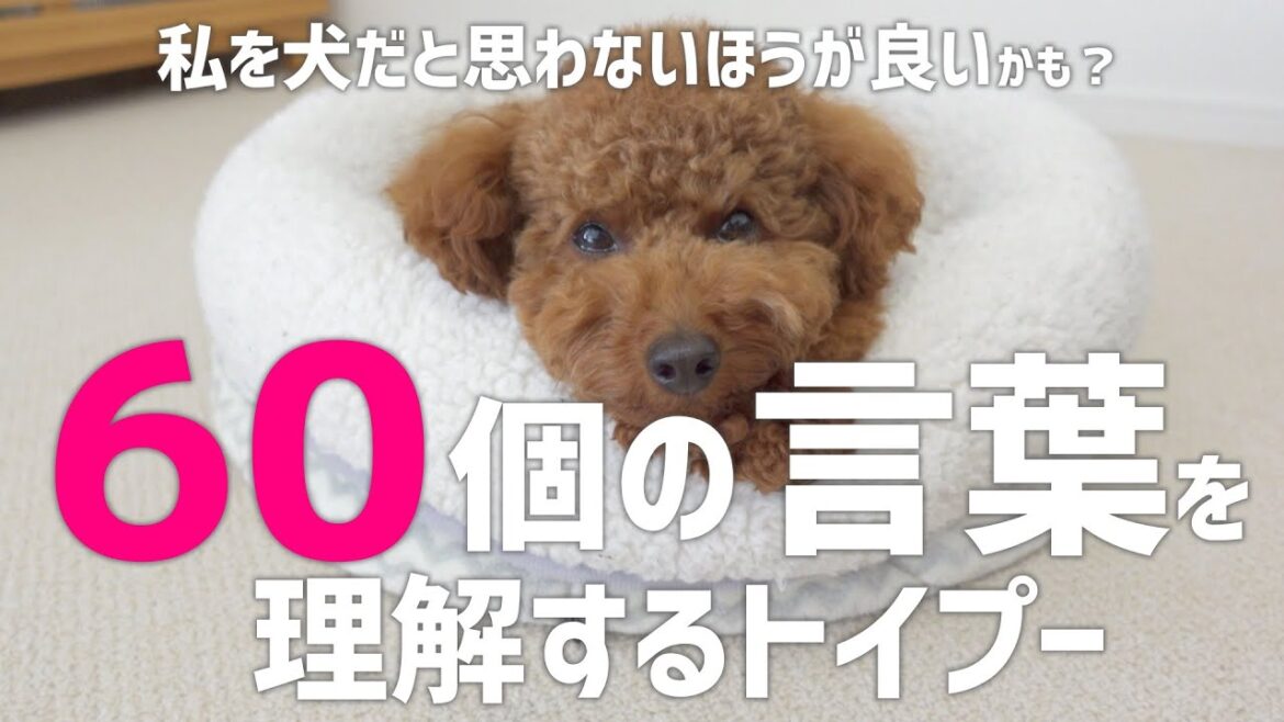 【トイプードル】60個の言葉を理解する愛犬が本当に賢い 【トイプードル】60個の言葉を理解する愛犬が本当に賢い
