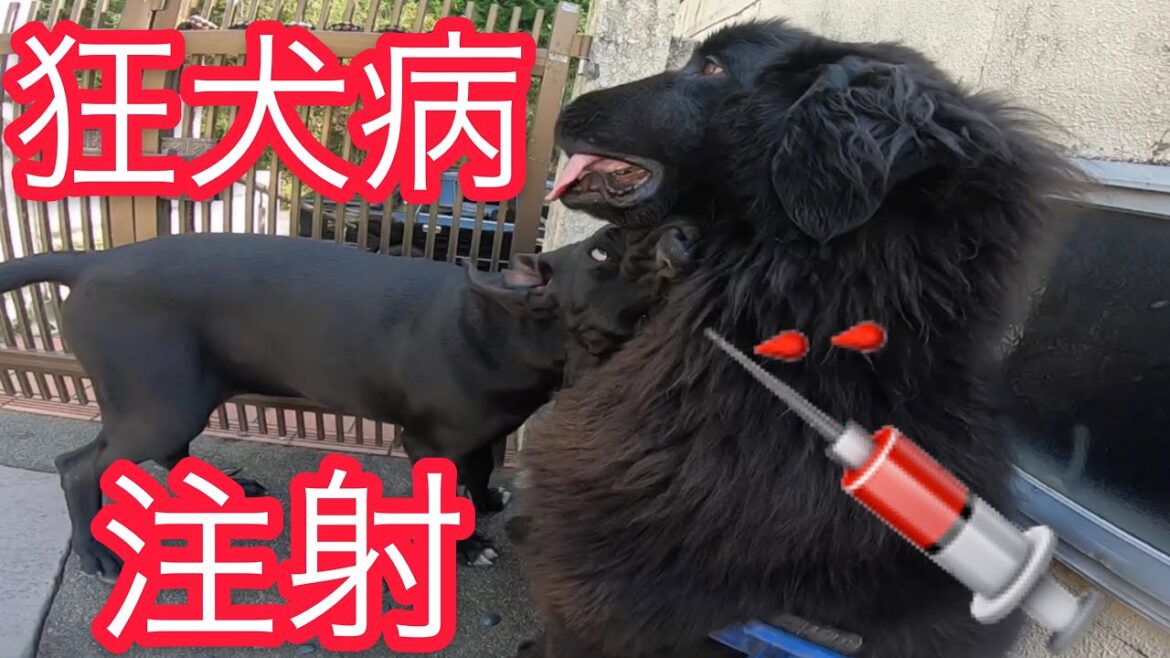 【超大型犬 初めての 狂犬病 注射】グレートデーン　ニューファンドランド　渡辺ボス　クィーン
