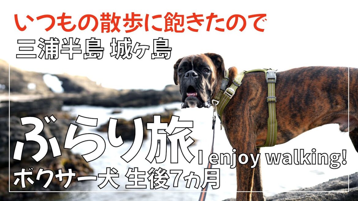 ボクサー犬 子犬くろさんと行く三浦半島 城ヶ島 ぶらり旅