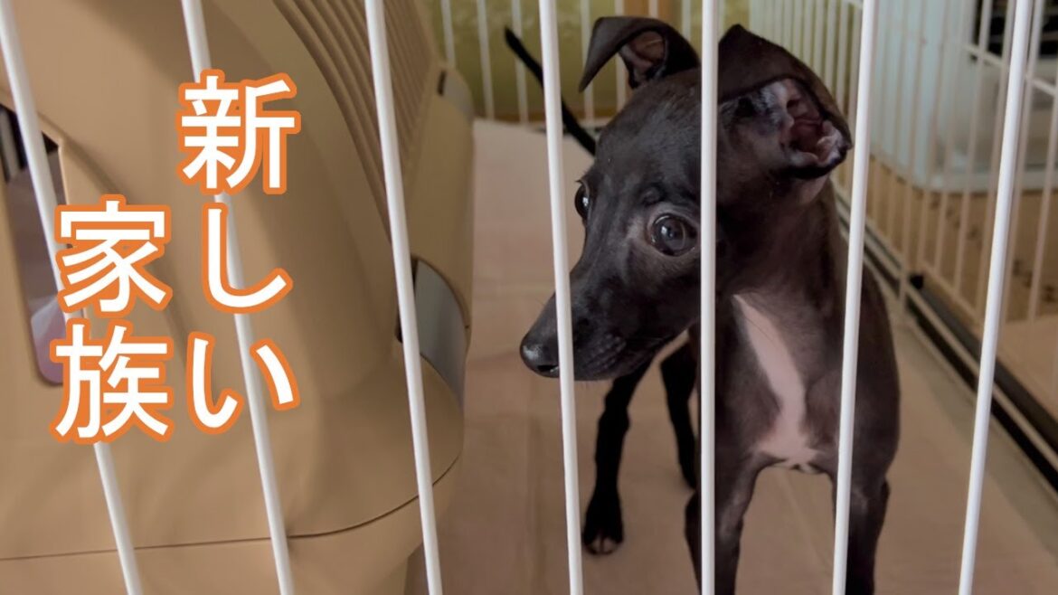 ジロ家に新しい家族がやってきました【ミニピン】【イタグレ】