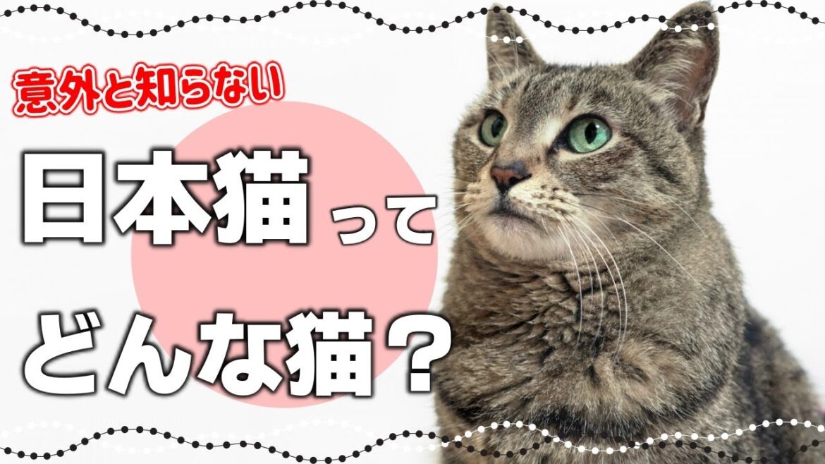 【日本猫の特徴や歴史】しっぽの長さや毛色パターン・性格も