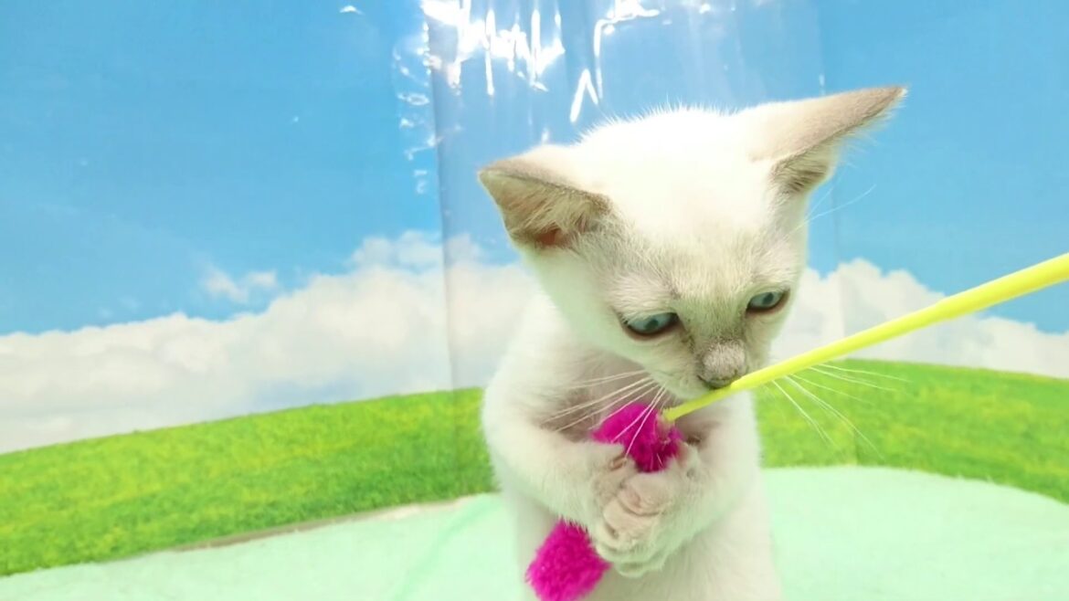 真っ白なトンキニーズの子猫ちゃん(*^-^*)