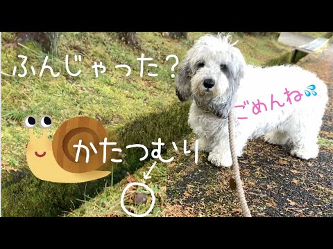 【お散歩】 かたつむり踏んでるよ! 【お散歩】 かたつむり踏んでるよ!