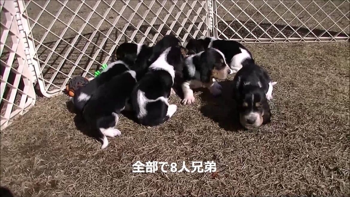 12/25生まれのバセットハウンド