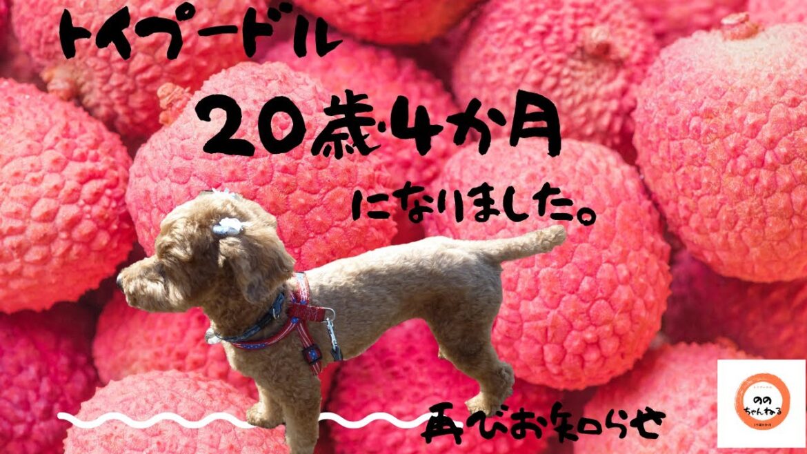 トイプードル　僕、20歳4か月になりました。