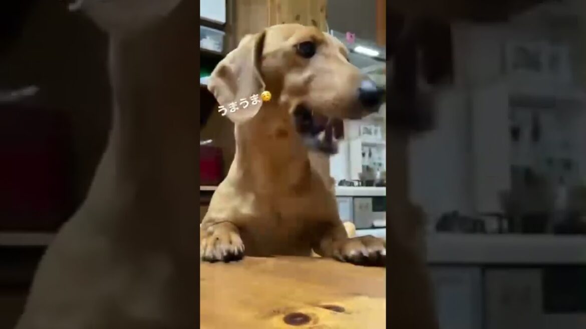 アレのために賢くなる犬。#shorts #ダックスフンド #スムース